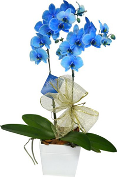 3876 Orquídea Azul 