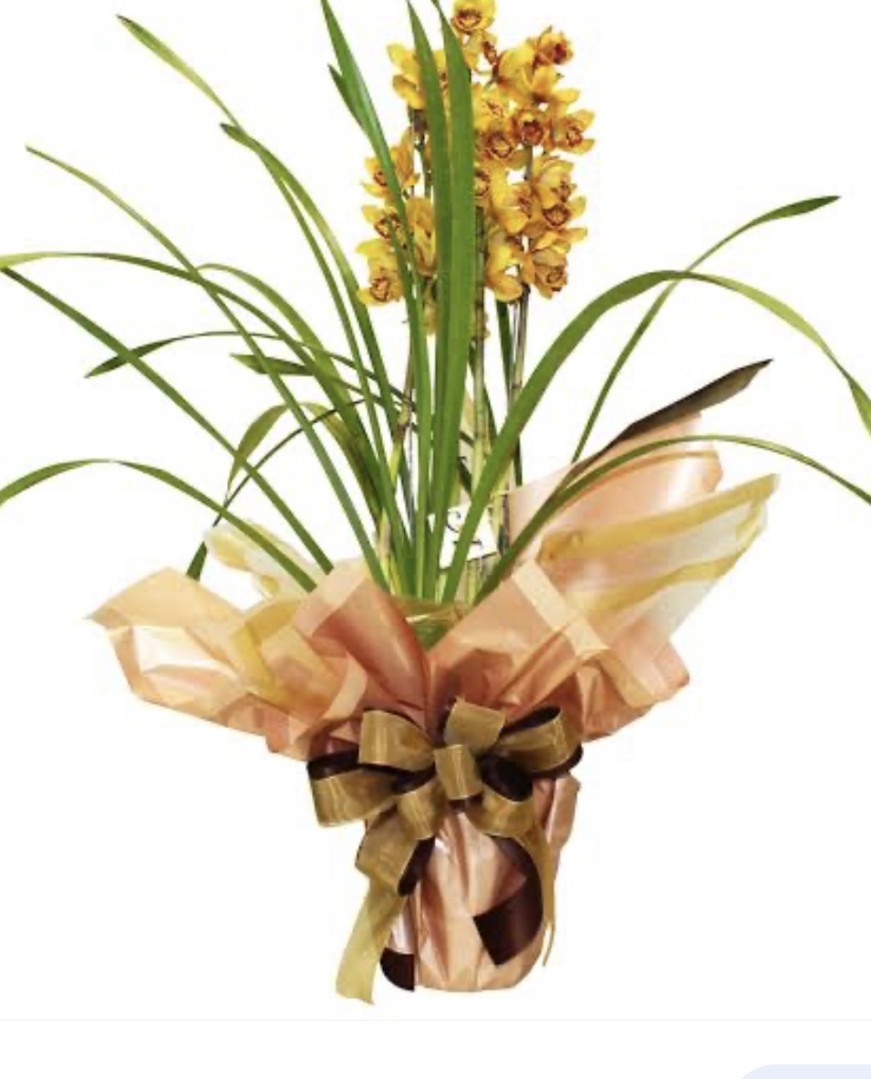 6672 Orquídea  Cymbidium