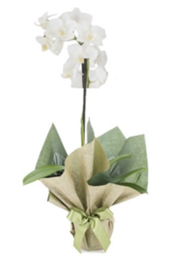 6673 Orquídea 