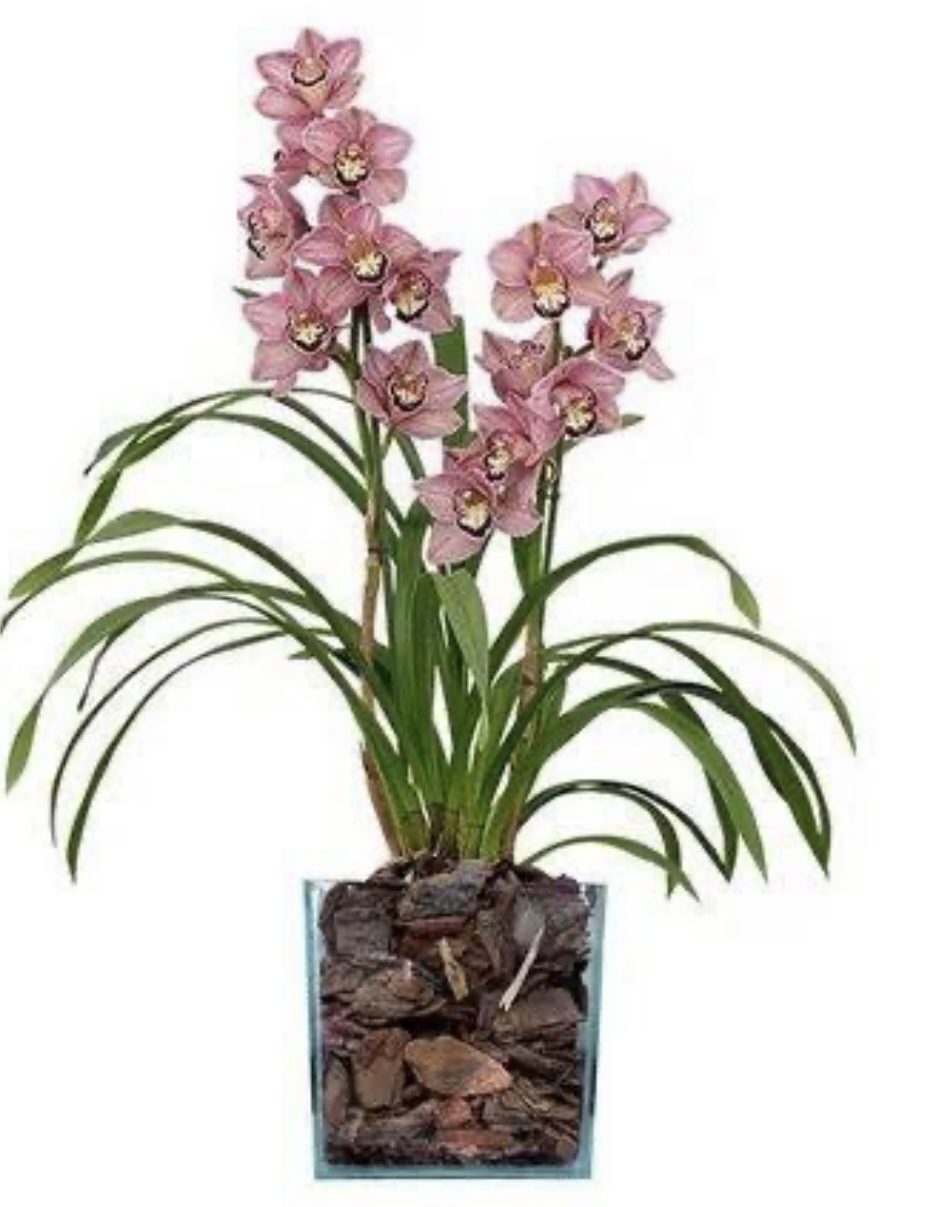 6676 Orquidea plantada 