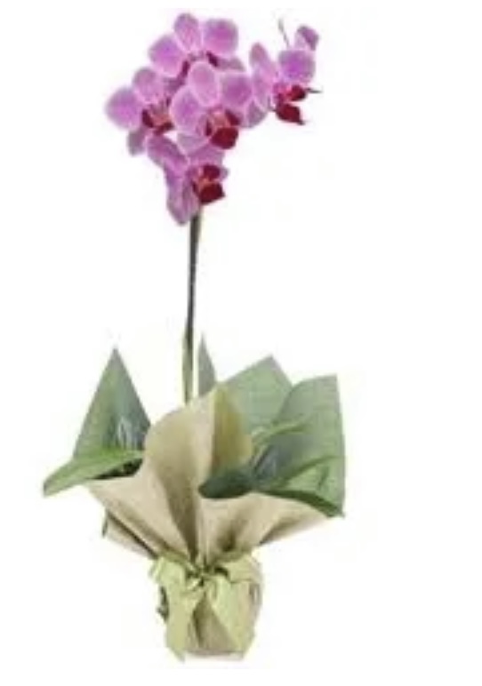 6677 Presente aniversário com flores 